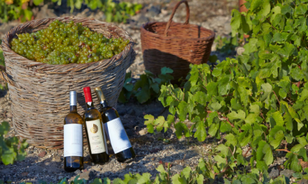 Στην Σαντορίνη το βραβείο για το καλύτερο Eλληνικό λευκό κρασί
