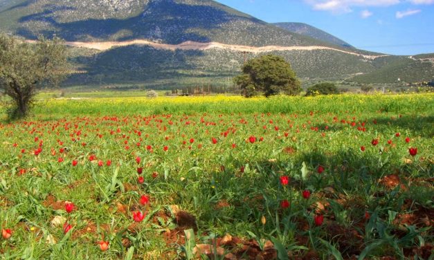 Γιορτή τουλίπας στα Δίδυμα Αργολίδας