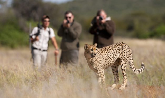 Τουρισμός άγριων ζώων : Πόσο «φιλικός» είναι προς τα ζώα