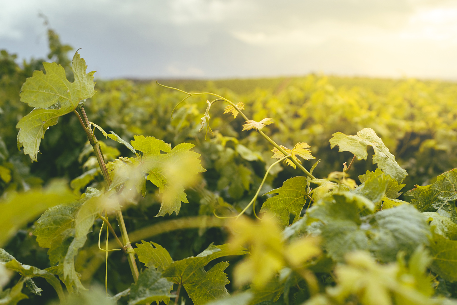 Δύο βήματα από την Αθήνα θα βρείτε τον αρχαιότερο αμπελώνα της Ελλάδας