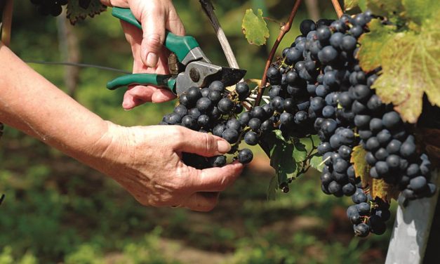 In the wine dark sea: Tο ντοκιμαντέρ για το κρητικό κρασί αναδεικνύει τον κρητικό αμπελώνα