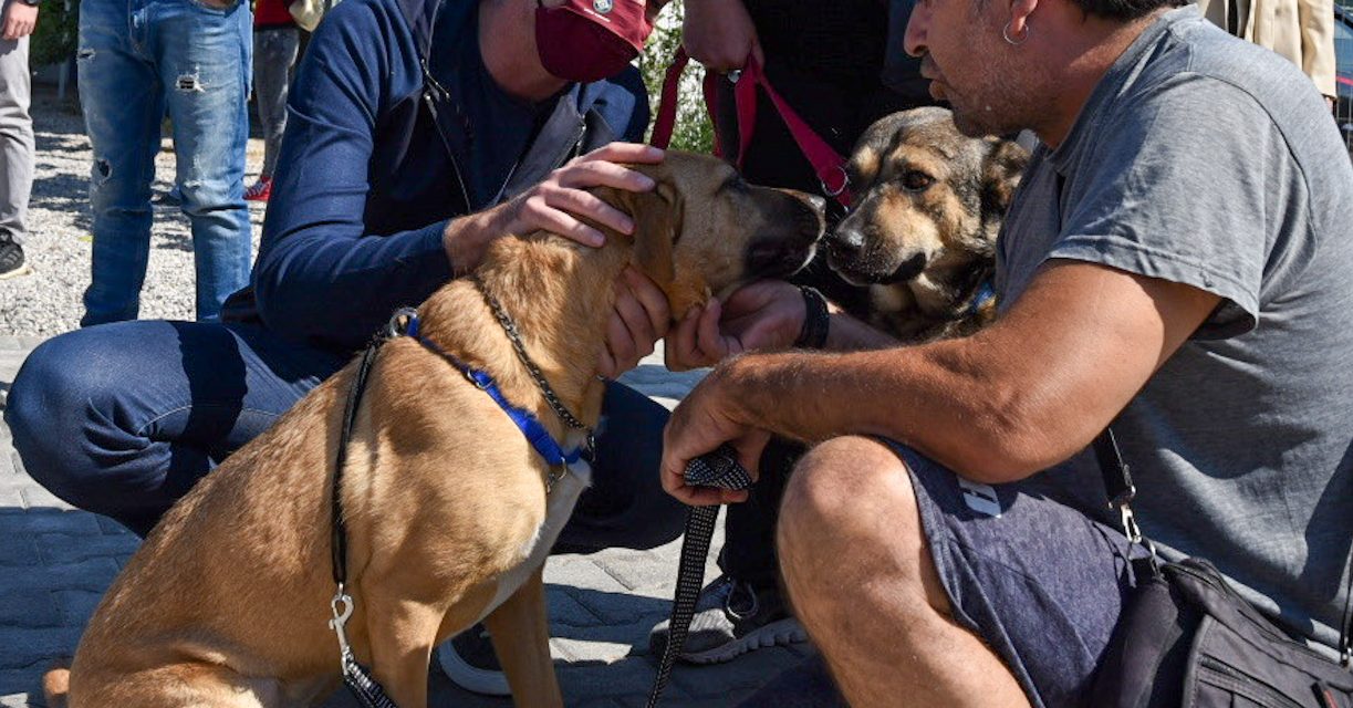 Δήμος Αθηναίων: 520 σκύλοι και 75 γάτες υιοθετήθηκαν
