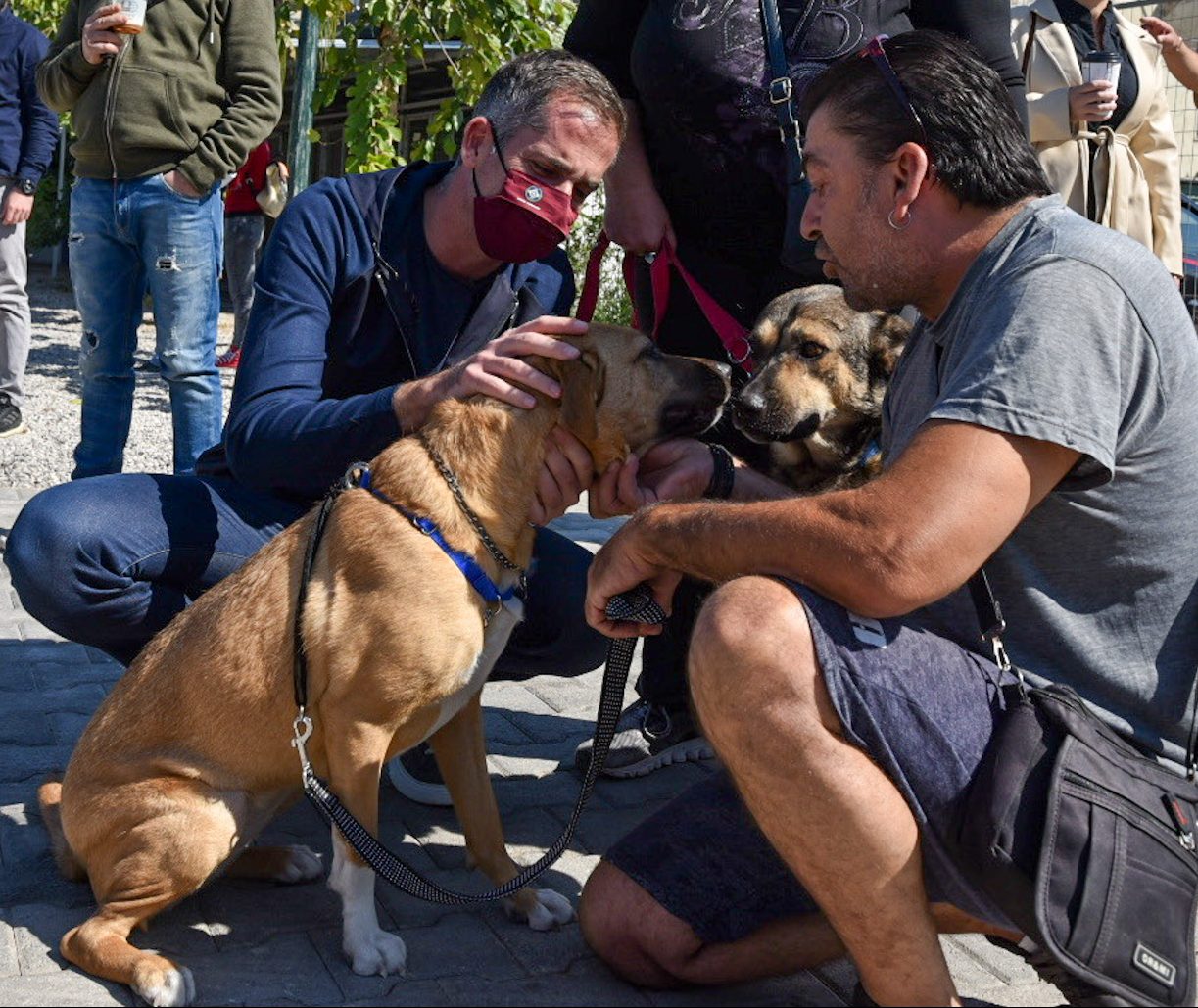 Δήμος Αθηναίων: 520 σκύλοι και 75 γάτες υιοθετήθηκαν