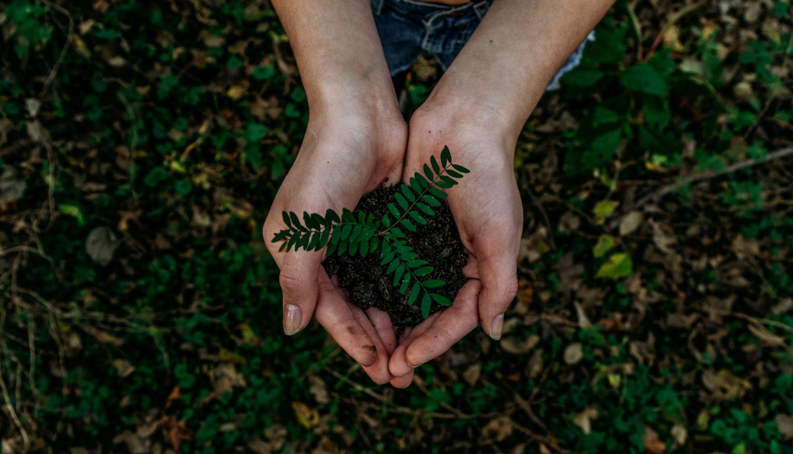 FHCC: Sustainable Forests and Forestry in the 21st Century