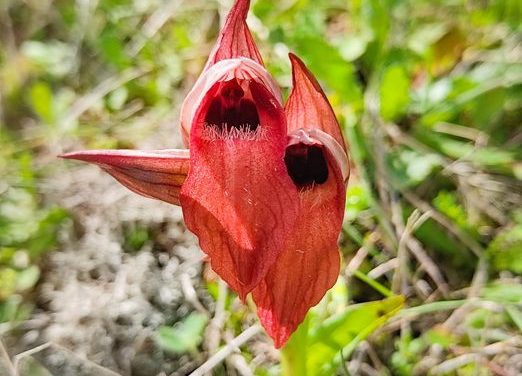 Η ΆΝΟΙΞΗ ΣΤΟ ΑΠΟΛΙΘΩΜΕΝΟ ΔΑΣΟΣ ΛΕΣΒΟΥ