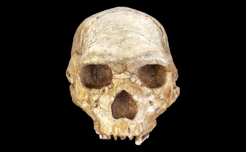1 Ανθρώπινο κρανίο Homo heidelbergensis εκμαγείο