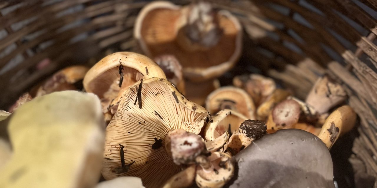 ΑΡΙΣΤΟΤΕΛΙΚΗΣ ΣΥΜΠΡΑΞΗΣ ΕΠΑΓΓΕΛΜΑΤΙΩΝ του ΔΗΜΟΥ ΑΡΙΣΤΟΤΕΛΗ