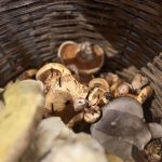 ΑΡΙΣΤΟΤΕΛΙΚΗΣ ΣΥΜΠΡΑΞΗΣ ΕΠΑΓΓΕΛΜΑΤΙΩΝ του ΔΗΜΟΥ ΑΡΙΣΤΟΤΕΛΗ