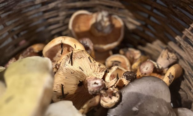 ΑΡΙΣΤΟΤΕΛΙΚΗΣ ΣΥΜΠΡΑΞΗΣ ΕΠΑΓΓΕΛΜΑΤΙΩΝ του ΔΗΜΟΥ ΑΡΙΣΤΟΤΕΛΗ