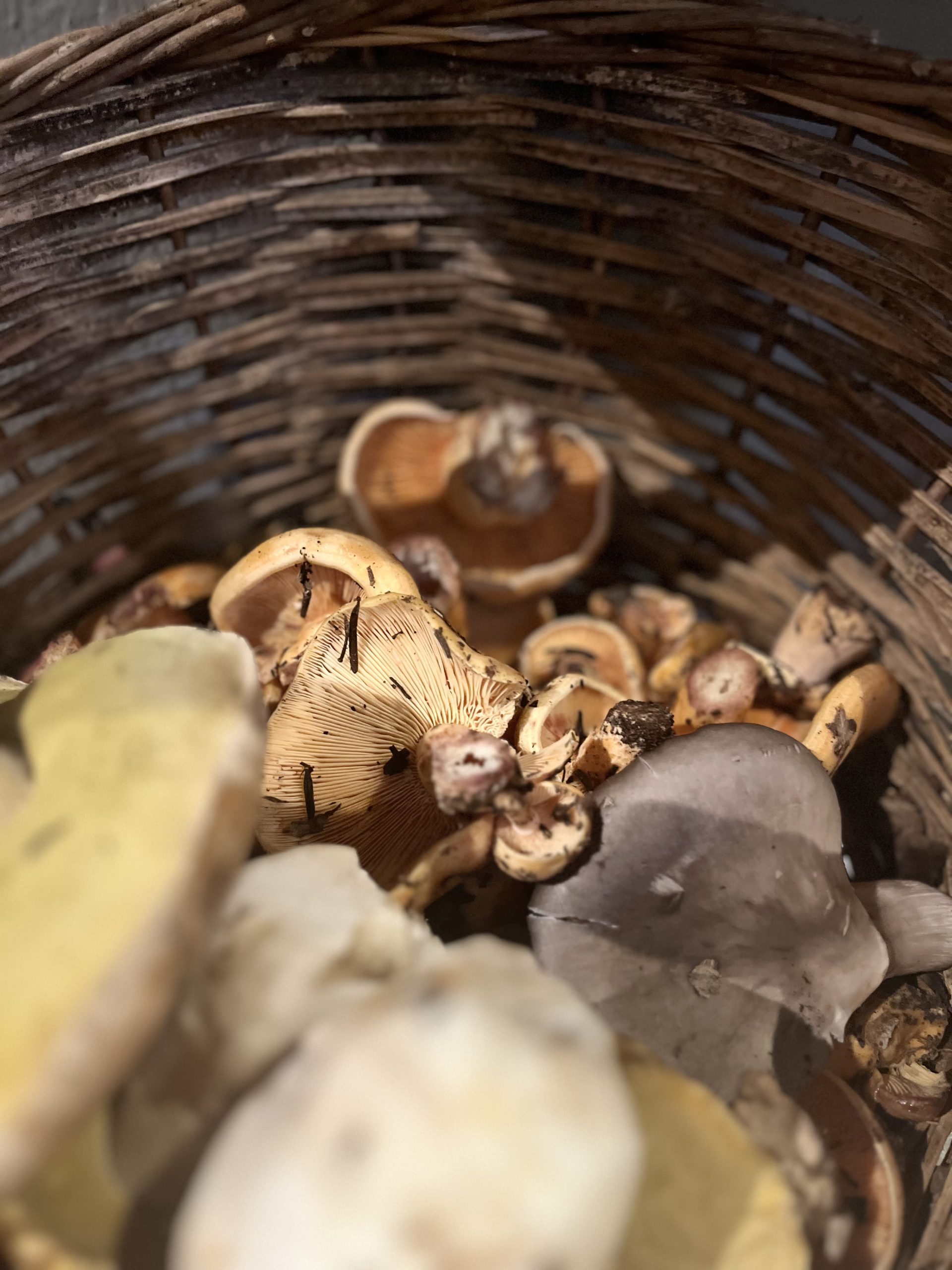 ΑΡΙΣΤΟΤΕΛΙΚΗΣ ΣΥΜΠΡΑΞΗΣ ΕΠΑΓΓΕΛΜΑΤΙΩΝ του ΔΗΜΟΥ ΑΡΙΣΤΟΤΕΛΗ