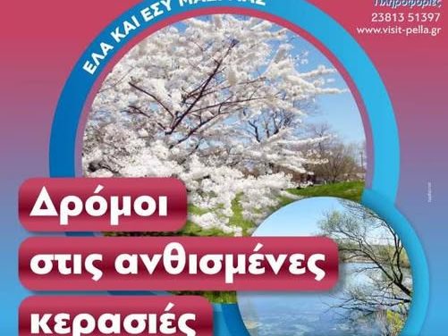 Η Πέλλα σας καλεί στις Ανθισμένες κερασιές…